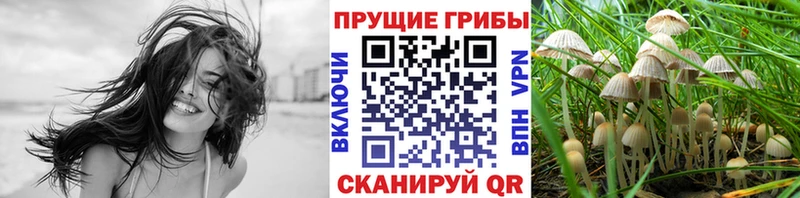 Купить закладки  Рыбное  Псилоцибиновые грибы Psilocybe 